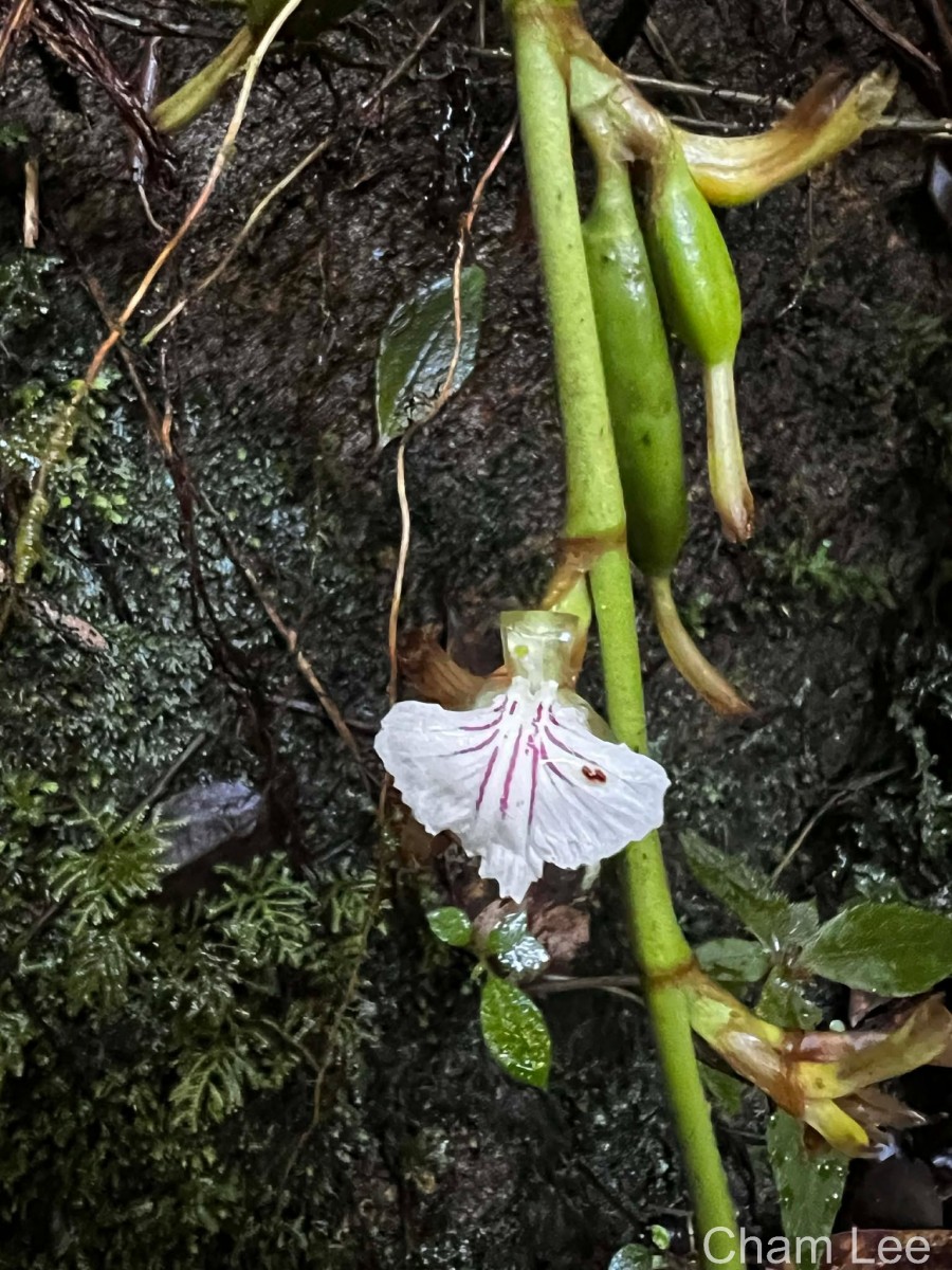 Elettaria ensal (Gaertn.) Abeyw.